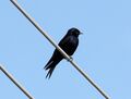 Southern Martin (Progne elegans) (15934988176).jpg