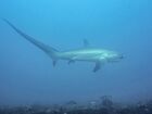 Threshershark.jpg