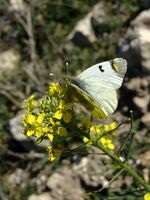Zegris eupheme M 2.jpg