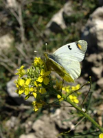 Zegris eupheme M 2.jpg