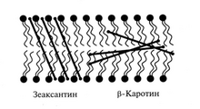 Мембрана хлоропласта.png