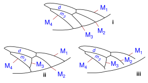 Asilidae wing veins media variants.svg