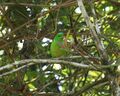 Blue-crowned Chlorophonia.jpg