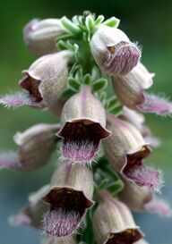 Digitalis ferruginea Orchi 03.jpg