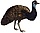 Dromaius novaehollandiae (white background).jpg