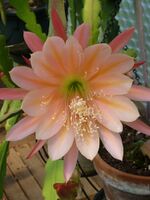 Epiphyllum King Midas.jpg