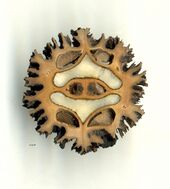 Juglans cinerea 006 Nekrasov.jpg