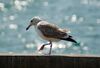 Larus ichthyaetus.jpg