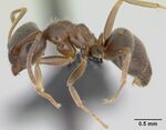 Lasius psammophilus casent0172733 profile 1.jpg