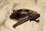 Myotis dasycneme.jpg