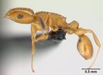 Nesomyrmex angulatus casent0137608 profile 1.jpg