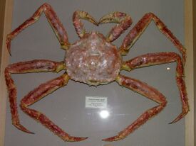 Paralithodes camtschaticus Vladivostok.jpg