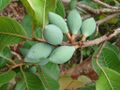 Pouteria ramiflora.jpg