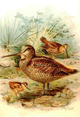 Scolopax rusticola.jpg