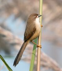 Yello-eyed Babbler (8177616472).jpg