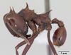Atta saltensis casent0173814 profile 1.jpg