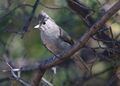 Baeolophus ridgwayi Arizona.jpg