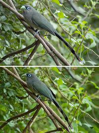 Blue-faced Malkoha.jpg