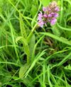 Dactylorhiza longifolia1.JPG