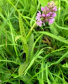 Dactylorhiza longifolia1.JPG