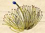 Ehret-Methodus Plantarum Sexualis-N.jpg