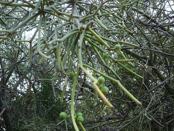 Euphorbia tirucalli 0005.jpg