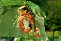 Extatosoma tiaratum 118.JPG