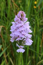 Gevlekte orchis. Orchis (Dactylorhiza maculata subsp. Maculata) 01.JPG