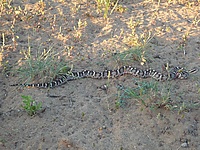 Gloydius halys 1.JPG