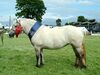 Horse show