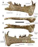 Holotype of Diegoaelurus vanvalkenburghae.png
