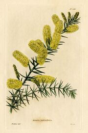 Loddiges 535 Acacia verticillata drawn by W Miller.jpg