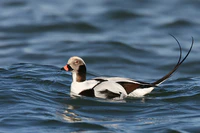 Long-tailed-duck.jpg