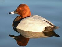 Male pochard reflection in evening.jpg