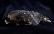 Чёрная куропатка