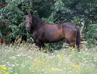 Nezavisimosti Str., Melitopol, Zaporizhia Oblast, Ukraine 07.jpg