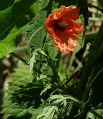Papaver dubium4.jpg