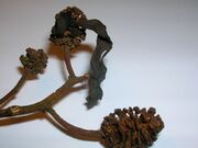 Taphrina amentorum tongue gall.JPG