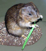 Water.vole.arp.jpg