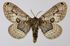 Acanthobrahmaea europaea.jpg