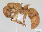 Acanthoponera mucronata casent0173540 profile 1.jpg