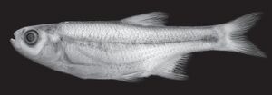 Alburnoides qanati.JPG