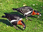 Branta ruficollis.jpg
