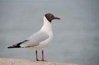 Chroicocephalus brunnicephalus , brown headed-gull - Bang Pu, Bangkok (13403821744).jpg