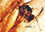 Chronomyrmex medicinehatensis UASM336801 profile right.jpg