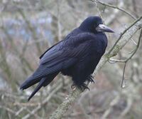 Corvus Frugilegus Berlin-2.jpg