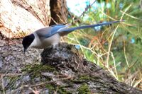 Cyanopica cyanus Yokohama 6.jpg