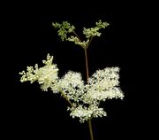 Filipendula ulmaria 04 ies.jpg