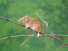 Harvest mouse.jpg