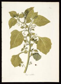 Jaltomata umbellata.jpg